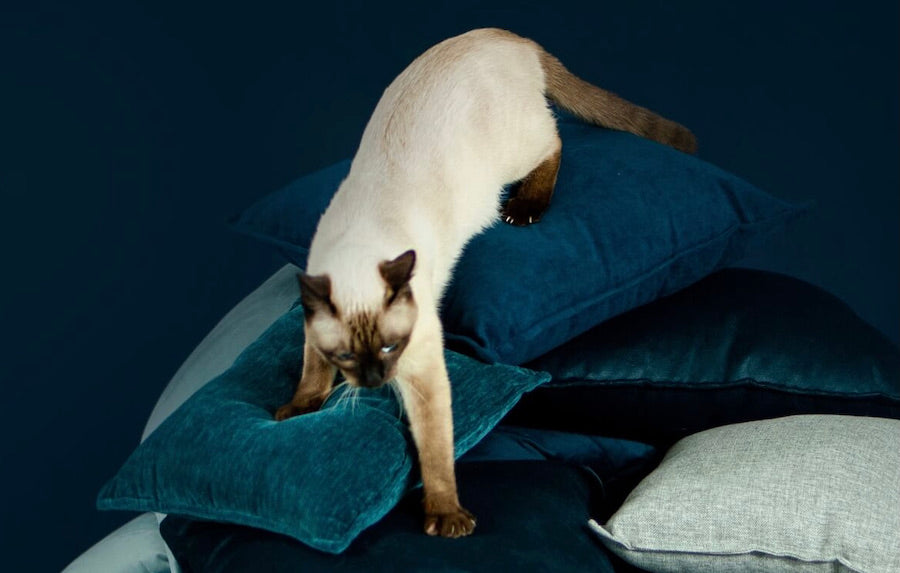 PETPROOF – HÆGTE-RESISTENT & NEM HÅRFJERNELSE